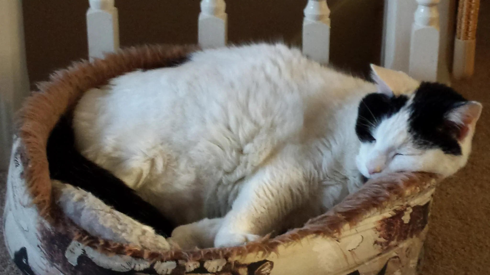 Yz xmas marshall on boxing day (2)